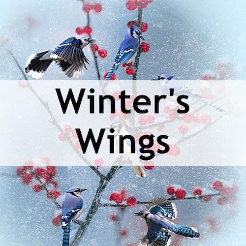 Winter's Wings